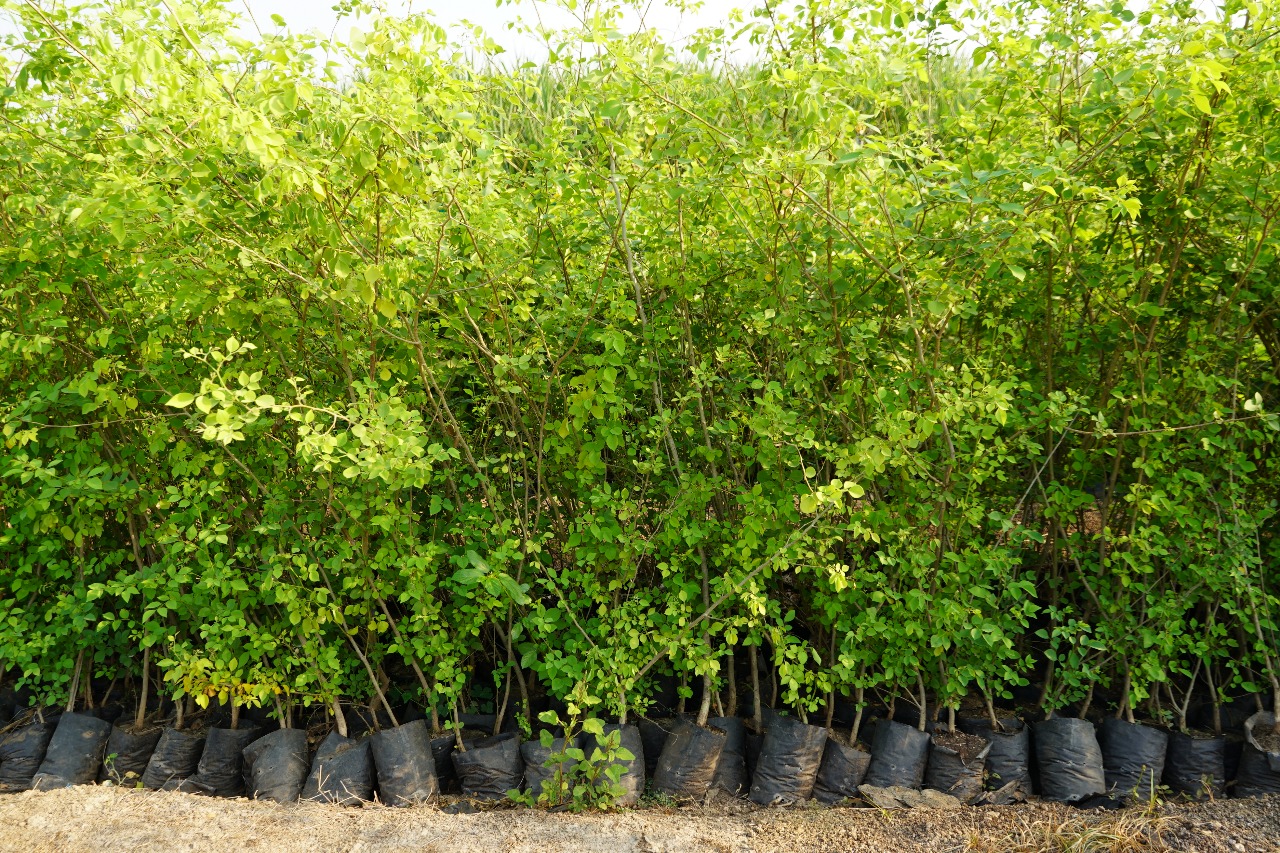 Well-grown mature native tree